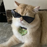Modern Stylish Windproof Kitten Goggles dogz&cat